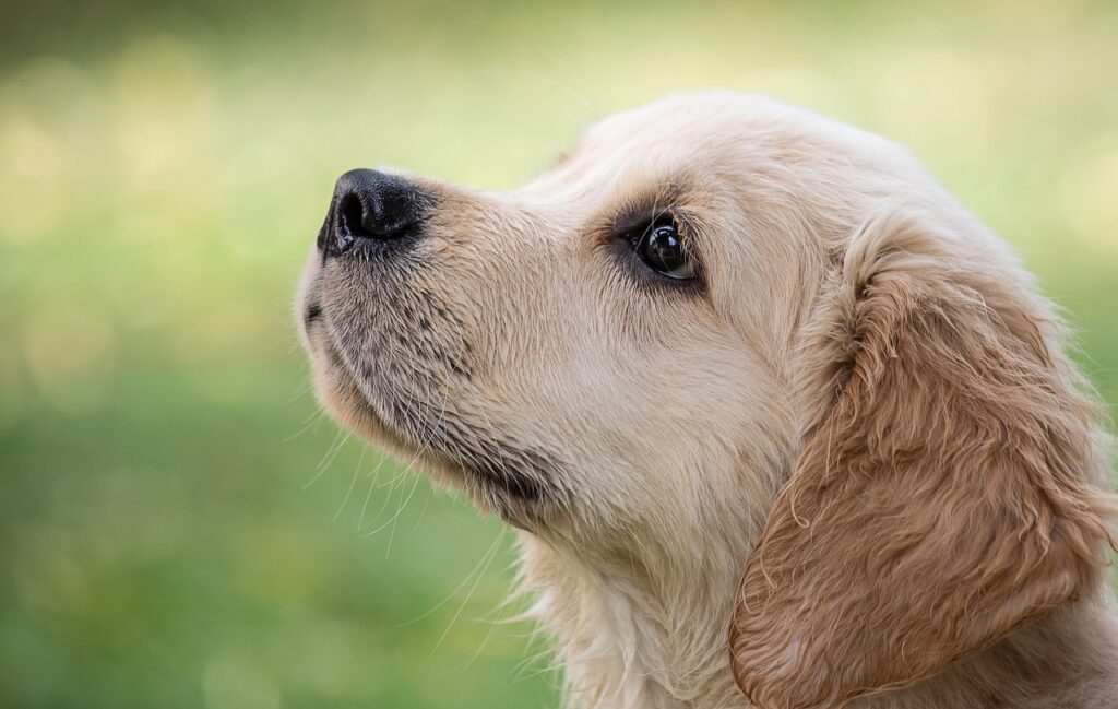 Cão com doença terminal é autorizado a visitar preso no Estado do Paraná